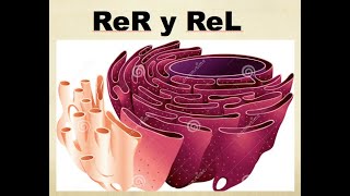 Retículo endoplasmático Rugoso ReL y Síntesis de proteínas [upl. by Anneiv763]