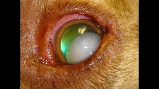 Common Conditions in Veterinary Ophthalmology [upl. by Leummas]