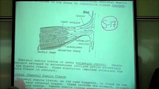 BIOLOGY LAB THE CELL CYCLE amp MITOSIS by Professor Fink [upl. by Nnayllas658]