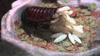 Madagascar Hissing Cockroach Giving Live Birth [upl. by Aizirtap434]