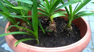 Agapanthus Lily of the Nile Update [upl. by Pacificas]