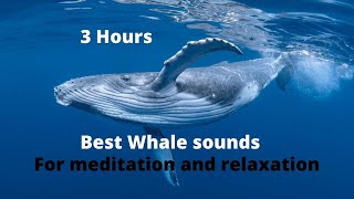 Whale sounds for relaxing meditation falling a sleep [upl. by Arait]