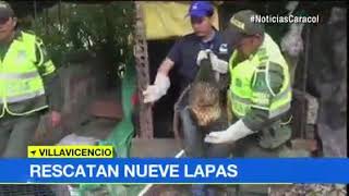 Decomiso de nueve 9 Lapas o Guaguas Cuniculus paca en la vía Bogota D C  Villavicencio [upl. by Aitak]