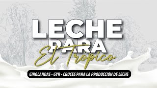 LECHE PARA EL TROPICO 2024 🥛🐮 [upl. by Rebmyk]