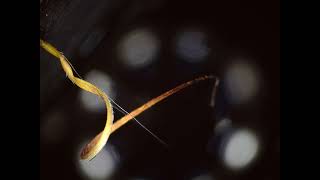 Erodium cicutarium seed awn unwinding and rewinding [upl. by Hippel]