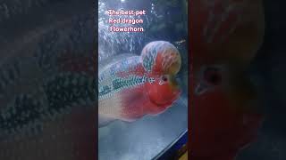 Amazing pet red dragon flowerhorn shortvideo flowerhorn [upl. by Aihsotan]