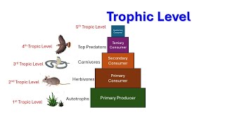 Trophic level  organisms feeding relationship  Primary producer  Primary consumer [upl. by Ellary]