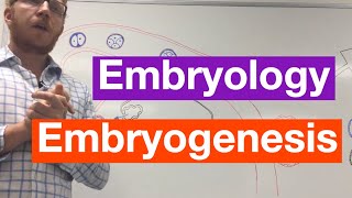 Embryogenesis  Embryology [upl. by Dennard778]