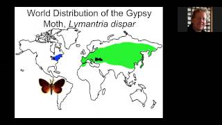 Gypsy Moth ID [upl. by Asum]