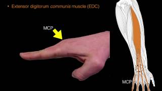 Forearm extensor muscles [upl. by Verbenia]