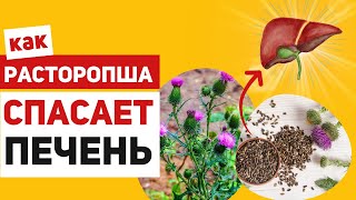 Что скрывает расторопша Как силимарин делает печень неуязвимой для токсинов [upl. by Nnitsuj]