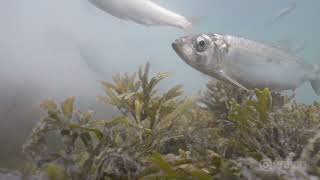 Pacific Herring Spawning and Feeding  Hornby Island 2023 [upl. by Dylan]