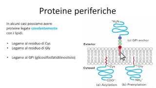 Proteine periferiche di membrana [upl. by Alcock]