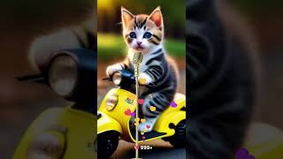 KUCING LUCU NYANYI SHOLAWAT NARIYAH kucingsholawat cutecat [upl. by Corby]