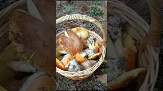 Que Espectaculo de amanitas cesárea que disfrute 😏😏 cazadoresdemicelio nature boletus [upl. by Dygall]