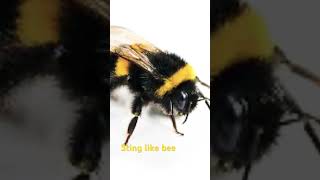 Wasp sting vs bumblebee 🐝 sting [upl. by Idelle]