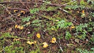 Large Chanterelle Mushroom Patch  Washington State [upl. by Oleic]