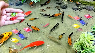 Cute Animals ornamental fish koi fish Koki fish catfish betta fish Aligator Animals Videos [upl. by Fang]