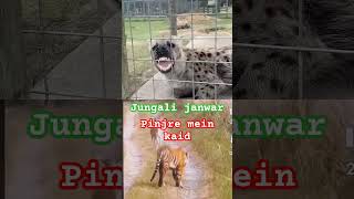 Jungali janwar pakdate samay hamla kar sort video YouTube channel funny [upl. by Case232]