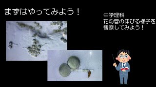 中３理科 生物の成長と生殖⑦ 花粉管の伸びる様子を観察してみよう！ [upl. by Joeann]