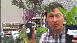 Learn How to Grow Food at Cal Poly Pomona and Buy Low Cost Produce amp Plant Starts [upl. by Aneehsit993]