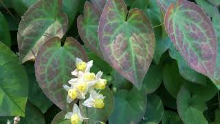 How to Grow Epimedium [upl. by Zelde224]