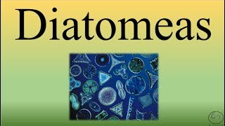 DiatomeasBIOPEDIA [upl. by Hamlet]