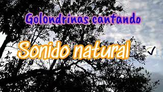 Golondrinas cantando Sonido natural [upl. by Eitten]