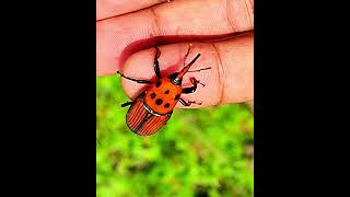 Rhynchophorus Ferrugineus Red Palm Weevil [upl. by Donovan196]