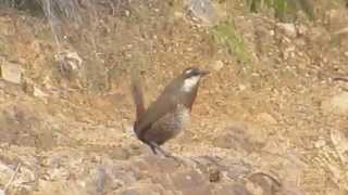 Turca vocalizando Pteroptochos megapodius [upl. by Allerie]