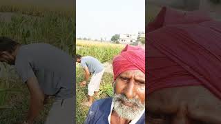 Bagga Sekhon pb 31 punjabi punjabisong newsong [upl. by Htebazileharas]