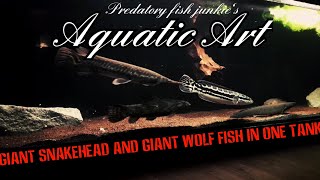 GIANT SNAKEHEAD AND GIANT WOLF FISH IN ONE TANK [upl. by Aronson]