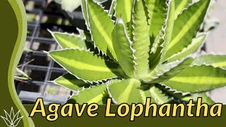 AGAVE LOPHANTHA Growing and Care Tips Agave univittata [upl. by Nie]