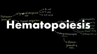 Hematopoiesis Overview [upl. by Berenice]