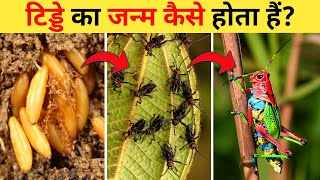 टिड्डे का जीवन चक्र  Grasshopper Life Cycle Video  Life Cycle Of Grasshopper In Hindi [upl. by Roer]