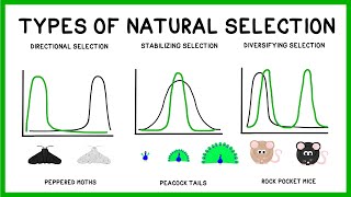 Natural Selection Adaptation and Evolution [upl. by Chuch661]