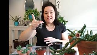 Episode 2 Life Saver Plant HUERNIA ZEBRINA Propagation and planting tutorial [upl. by Sivrad519]