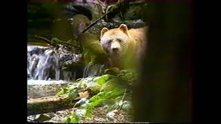 Ushuaia Nature  Nicolas Hulot et lOurs Blanc du Canada [upl. by Ennahgem]