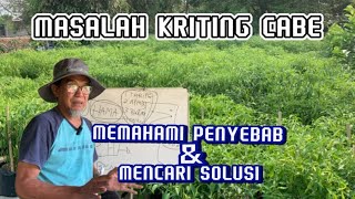 MEMAHAMI PENYEBAB KERITING CABE DAN SOLUSINYA [upl. by Lokcin216]