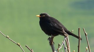 Sounds of Nature Blackbird 1 Hour of the Blackbirds Song [upl. by Llednol832]