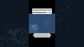 Human Immune Cell Eating Bacteria microbiology [upl. by Mairhpe]