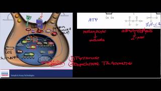 Melanocyte Physiology amp Biosignaling [upl. by Birdie]