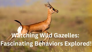 Watching Wild Gazelles Fascinating Behaviors Explored [upl. by Alah]