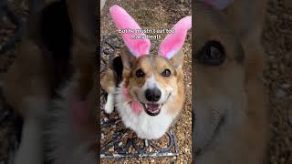 Corgis Do An Easter Egg Hunt [upl. by Ocisnarf]