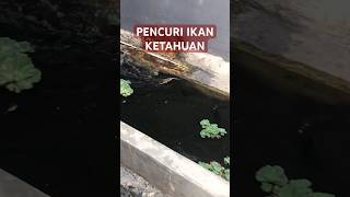 KETANGKAP BASAH PENCURI IKAN DI KOLAM [upl. by Stillas348]