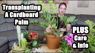 The Cardboard Palm Transplant Care amp Info Zamia furfuracea [upl. by Mic282]