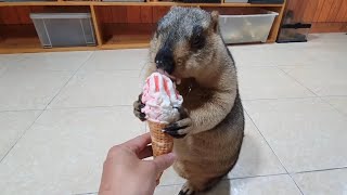 marmot sucks an ice cream cone for the first time [upl. by Epp734]