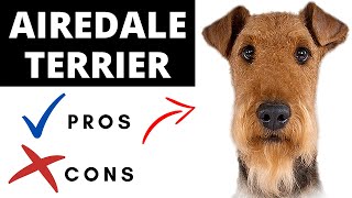 Airedale Terrier Pros And Cons  Should You REALLY Get An AIREDALE TERRIER [upl. by Hooker733]