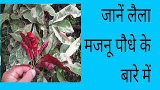 जानें लैलामजनू पौधे के बारे में Excoecaria plant laila majnu  care and tips [upl. by Einnod984]