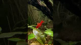 Natural Biotope for Cherry Barbs A Perfect Ecosystem [upl. by Suhploda876]